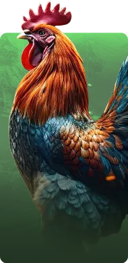 Live Cockfighting